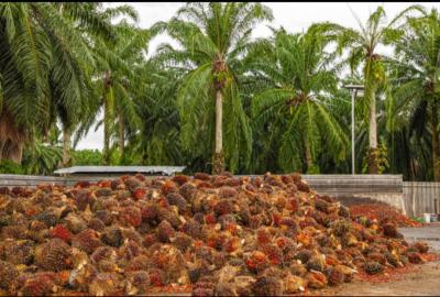 5,000 Acres of Palm Fruit Plantation Farm-land Situated at Ijebu East, Ijebu East, Ijebu East, Ogun, Commercial Land for Sale