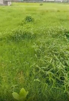 Bareland Facing The Major Express Road with Enough Setback, Badore, Ajah, Lagos, Land for Sale