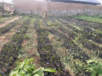 One Acre Today Secures Your Legacy Tomorrow, Ibese, Off Lagos-abeokuta Expressway, Ewekoro, Ogun, Land for Sale