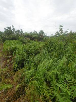 Very Good Half Plot of  Land in Eleko, Eleko Ibeju, Ibeju, Lagos, Residential Land for Sale