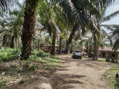 5,000 Acres of Palm-fruit Plantation Farm-land, Along Ogbere Road, Off Sagamu-ore-benin Expressway., Ijebu East, Ogun, Commercial Land for Sale