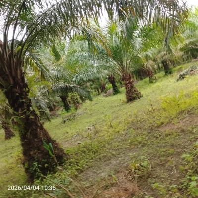 19 Plots with Palm Trees Going for 38m, 28 Irikefe Street Emevor Town Close to Emevor Mixed Secondary School, Isoko South, Delta, Mixed-use Land for Sale