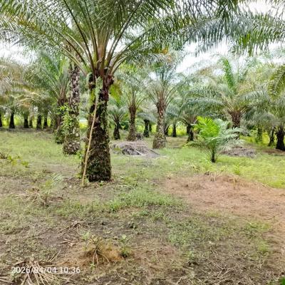 19 Plots with Palm Trees, 28, Irikefe Street, Emevor Town, Close to Emevor Mixed Secondary School, Isoko South, Delta, Mixed-use Land for Sale