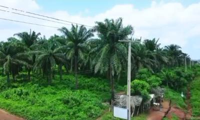 82.817 Acres Has 60,000  Tree Which Is Used in Producing Palm Oil., Agbara-igbesa, Lagos, Commercial Land for Sale