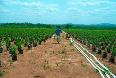 64 Oil Palm Trees with 6 Plots of Land, Ogbomosho, Oyo, Ogbomosho North, Oyo, Industrial Land for Sale