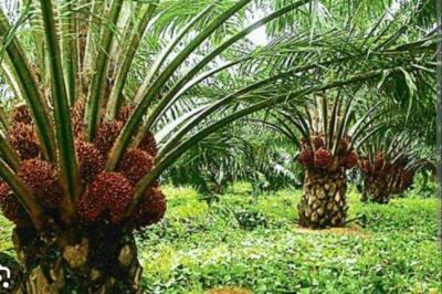 Farm Land, Flourish Oil Palm City Phase 2, Betem, Biase, Cross River, Commercial Property for Sale