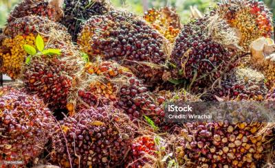 Itura Oil Palm & Nature Resort, Ita-oshin Roundabout and Aro Neuropsychiatric Hospital, Abeokuta., Abeokuta North, Ogun, Commercial Property for Sale