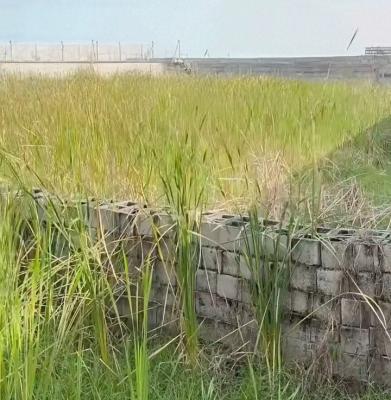 500sqm Fenced Corner Piece, Lekki Foreshore Estate, Lekki Phase 1, Lekki, Lagos, Residential Land for Sale
