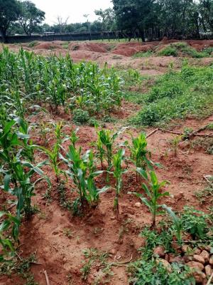 Virgin Distress Plot of Land, Tipper Road Side, Garriki Awkunanaw, Enugu, Enugu, Mixed-use Land for Sale