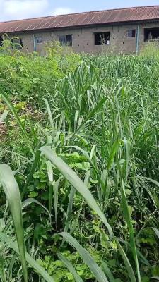 Fenced Full Plot of Land with Complete Documents, Mercyland Phase 1 Estate, Ipaja, Lagos, Residential Land for Sale