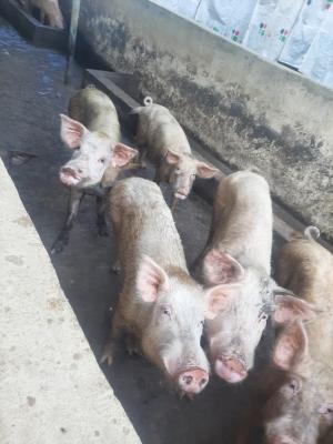 Palm Oil Production, Fish, Poultry and Pig Farm All at The Lowest Pric, After Eke Obinagu, Emene, Enugu, Enugu, Factory for Sale