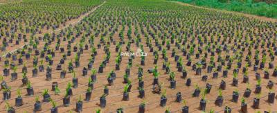 Join Our Palm Tree Investment Where We Farm for You, Ogbomosho North, Oyo, Commercial Property for Sale