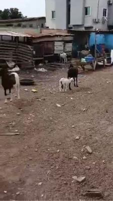 410sqm Bare Land, Ilupeju Bye-pass, Ilupeju, Lagos, Mixed-use Land for Sale