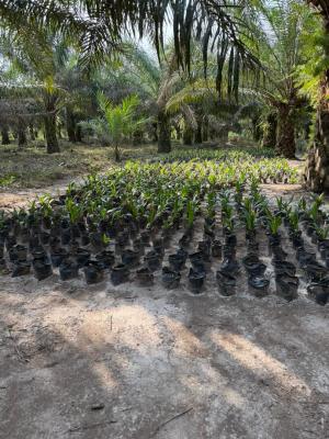 Acre of Palm Oil Investment with Free Documentation, Harvest Groove in Ayepe,odogbolu Lga Immediately After Epe Toll Gate, Km 46, Ogun, Commercial Land for Sale