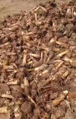 Own a Farm Land By Investing  in Cocoa Republic, Obafemi Owode, Ogun, Commercial Land for Sale