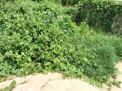 Bare Land, Orange Island Estate, Lekki Phase 1, Lekki, Lagos, Land for Sale