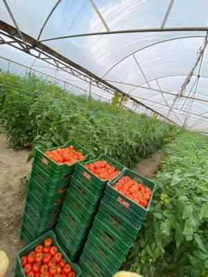 Own Fertile Farmland with Cofo Today,invest in Your Future, Arcview Farm Estate,shagamu Interchange, Obafemi Owode, Ogun, Commercial Land for Sale