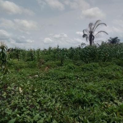 a Virgin Plot of Land, 91 Road, H Link, Festac Ii, Abuleado, Lagos, Abule-ado, Amuwo Odofin, Lagos, Residential Land for Sale