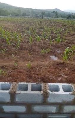 1000sqm, Residential, C of O, Maitama 2, Maitama District, Abuja, Residential Land for Sale