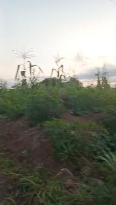 100ft By 200ft,flat and Dry Land, Evbuekhae  Community,200ft From Major Evbuekhae Road, Off Airport Road, Benin, Oredo, Edo, Mixed-use Land for Sale