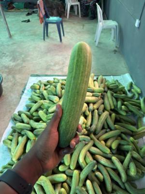 Pepper, Tomatoes and Potatoes Farm Land in Abeokuta, Ayireke Village Via Alabata Odeda Local Government, Abeokuta South, Ogun, Mixed-use Land for Sale