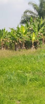292 Acres of Farm Land at Ilara Mokin, Ilara Mokin, Akure, Ondo, Mixed-use Land for Sale