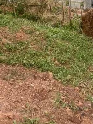 777 Sqm of Land, Falolu Road, Surulere, Lagos, Mixed-use Land Joint Venture