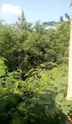 2,000sqm of Empty Land, Ikeja, Lagos, Mixed-use Land for Sale
