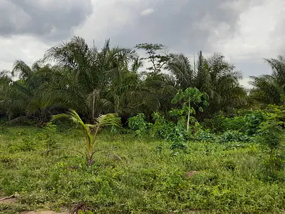 253,000 Acres of Farm-Land — Kondu-Alala Road, Temidire Village, Afon Community., Imeko Afon, Ogun