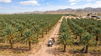 Plots of Palm Tree Farm Land for Serious Investors, Ado Odo Ota, Ado-odo/ota, Ogun, Land for Sale