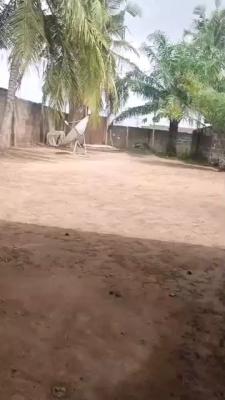Simple Half Plot of Land with Registered Documents, Olubundu, Ipaja, Lagos, Residential Land for Sale
