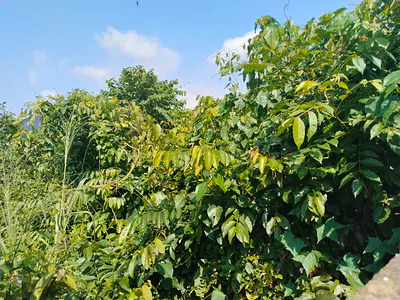 Lovely Plot of Land Measured 500SQM at Makogi