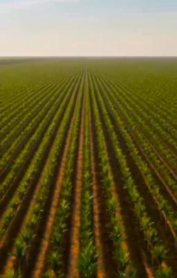 Palm Oil Farm Land