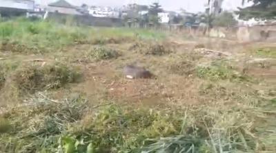 3 Plots, 1645SQM Land