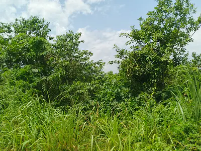 Dry Land Measuring 14 Plots