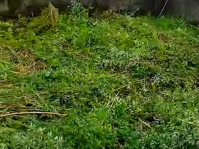 Half Plot of Land