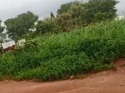 111.32 Hectares of Land