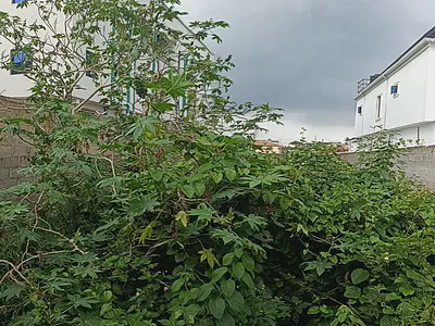 Half Plot of Land