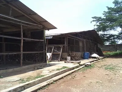 Functional Poultry Farm with 100000 Capacity