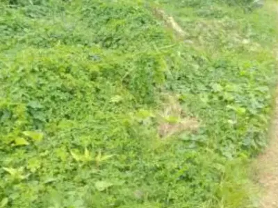 900SQM of Land (Approx)