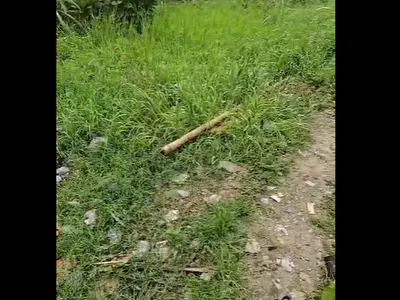 Prime 450 SQMS of Dryland
