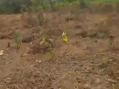 6 Plot/1 Acre Dryland