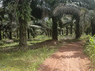 350 Acres of Land Filled with Oil Palm Trees and Tenera Seeds