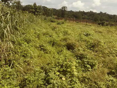Prime Land