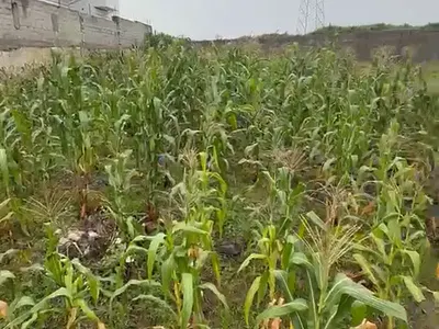 Prime Residential Plot of 1, 000SQM
