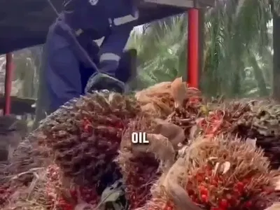 Acres of Oil Palm Farm Land
