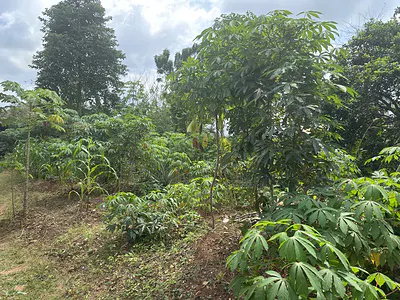 Bare Land