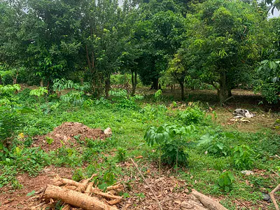 2 Plots of Land