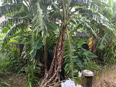 30plots Farm Land with C of O — Egor, Edo