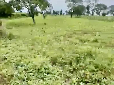 2.13 Hectares for Smart Investors in Serene Environment
